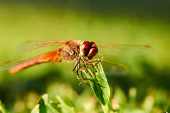 Insectes<br>NIKON D300S, 150 mm, 800 ISO,  1/800 sec,  f : 8 , Distance : 1 m