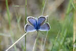 insects